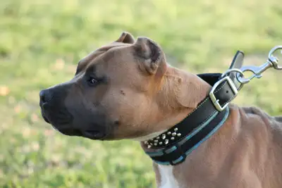 Как подобрать ошейник для собак бойцовских пород?